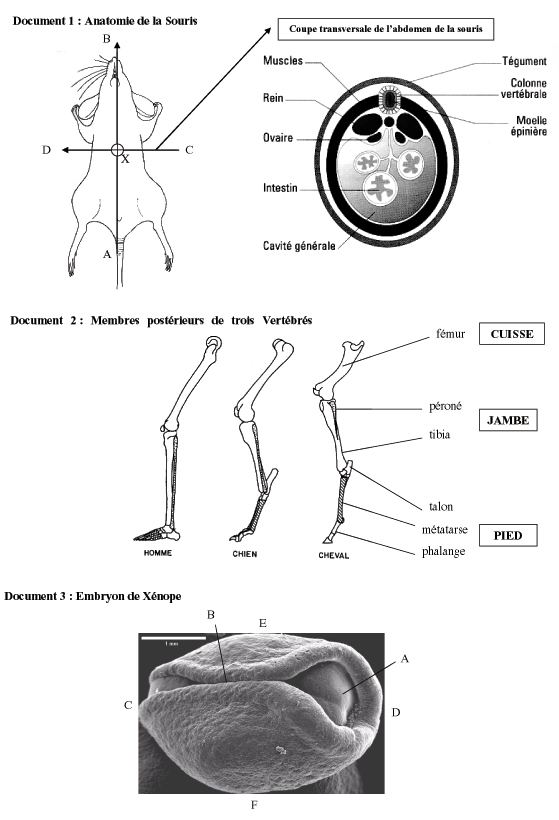 plan-dorganisation-images.jpg